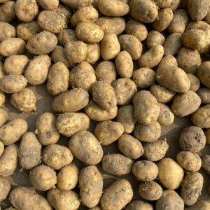 Irish Potatoes